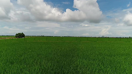 Low altitude aerial footage over a rice paddy field